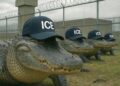‘Es desgarrador‘: ¿Qué tiene inquietos a los migrantes cubanos en Alligator Alcatraz?