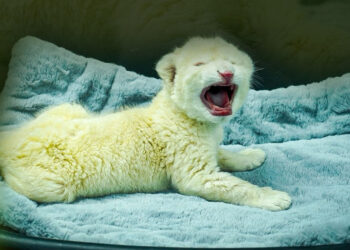 Nacieron dos crías de león blanco en el zoológico de Las Delicias en Aragua