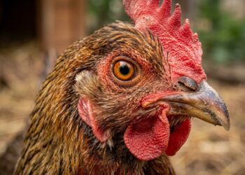 Histórico hallazgo: científicos lograron que un grupo de pollos desarrollen características de dinosaurios