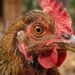 Histórico hallazgo: científicos lograron que un grupo de pollos desarrollen características de dinosaurios